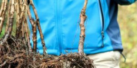 Přesazování malin na podzim na nové místo krok za krokem